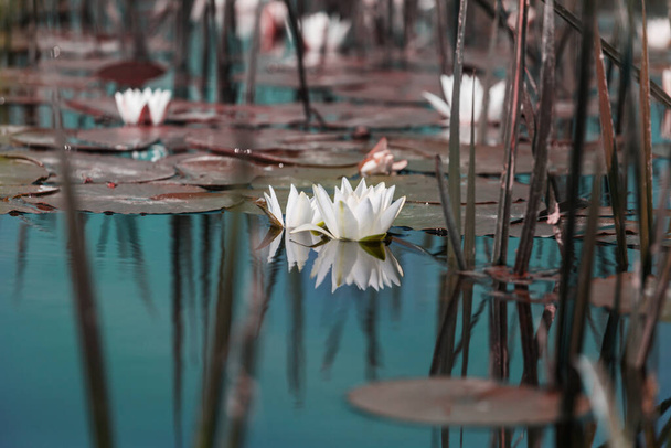 緑の夏の池に白いユリ - 写真・画像