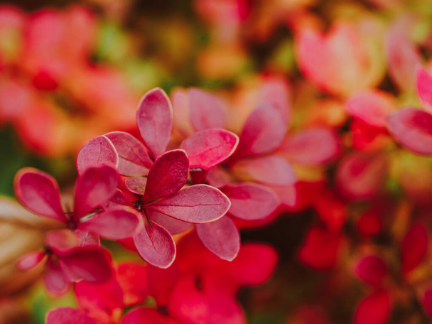 Autumn leaves. Red and yellow fall season leaves background, horizontal photo - Foto, Imagem