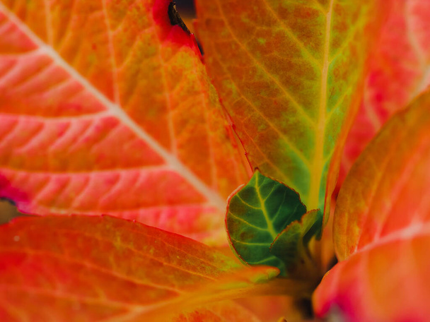 Closeup beautiful red leaves pattern from the buds on the branch of tree in autumntime. Beautiful blooming hydrangea, close up horizontal photo - Foto, Imagen