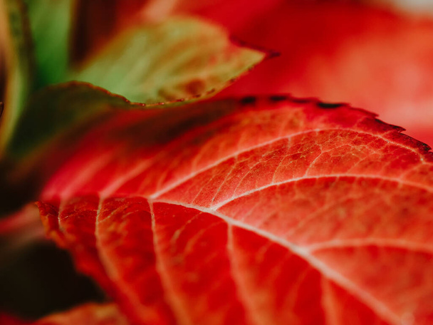 Close up beautiful red leaves pattern from the buds on the branch of tree in autumntime. Beautiful blooming hydrangea, close up horizontal photo - Foto, afbeelding