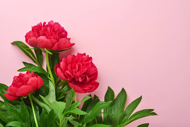 Beautiful red peony flowers bouquet over pink background, top view, copy space, flat-lay. Valentines day, mothers day background. - Foto, immagini