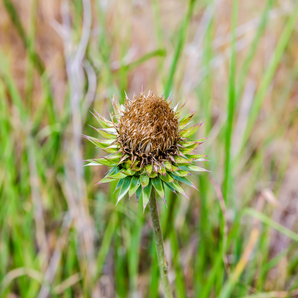 Thistle flower in the meadows. Onopordum Acanthium. Spiky plant  - Photo, Image