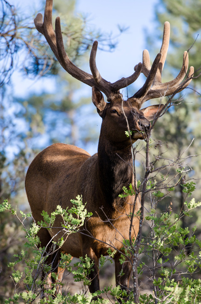 Büyük Kanyon Ulusal Parkı ABD'de geyik - Fotoğraf, Görsel