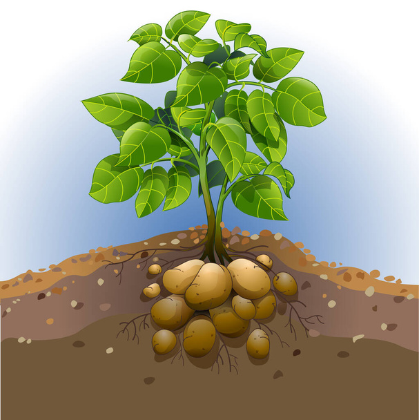 Векторная иллюстрация картофельного растения. - Вектор,изображение