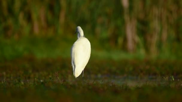 Żółw biały (Egretta alba) - Materiał filmowy, wideo