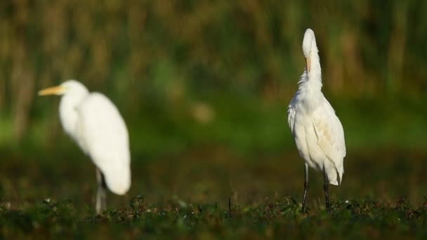Grande garzetta bianca (Egretta alba) - Filmati, video