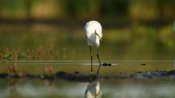 大きな白い挨拶(Egretta alba) - 映像、動画