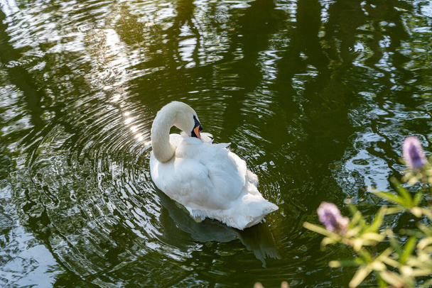 a white swan swims on a lake. White swan on the water. - Фото, зображення