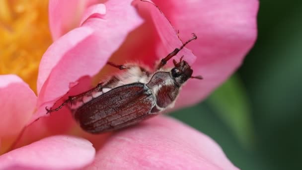 May beetle eating coral peony petals - Footage, Video