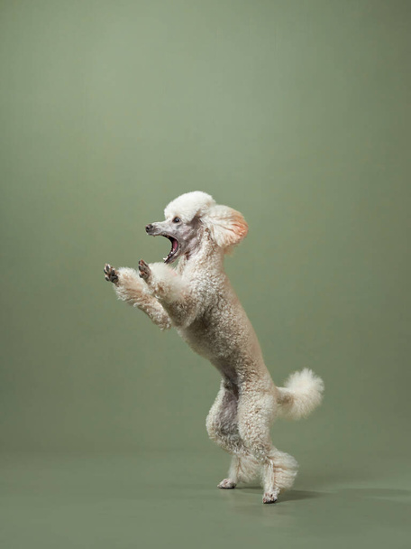 Funny active dog jumping. happy poodle on pink background - Foto, Imagem