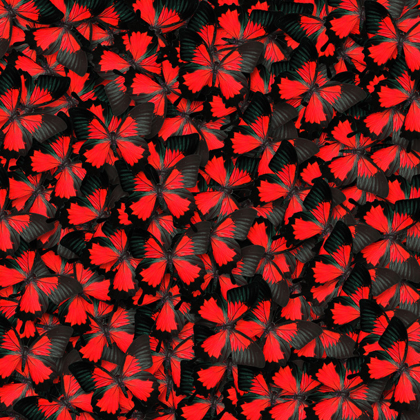 rode vlinder - Foto, afbeelding