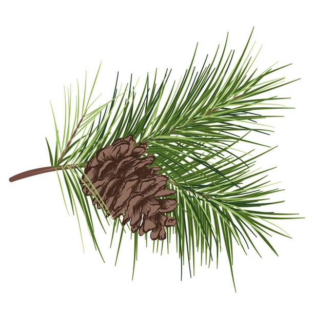 Pinheiro galho perene com agulhas verdes e cone de pinheiro. Ilustração vetorial desenhada à mão em estilo vintage, isolada sobre fundo branco - Vetor, Imagem