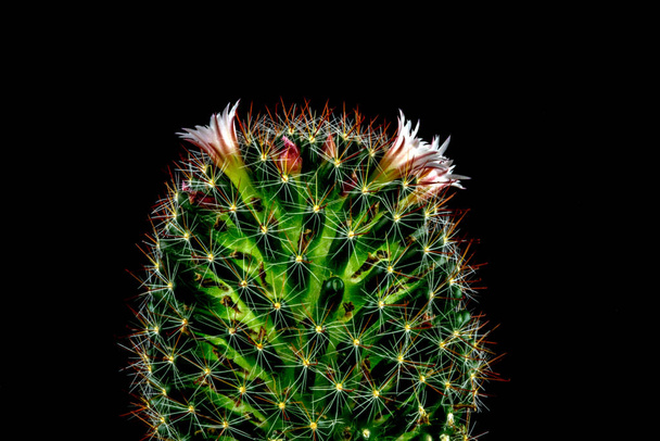Small flowering cactus isolated on a black background - Photo, Image