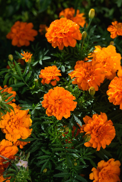 Marigolds close-up on a flower bed in the garden in the light of the sun. - Fotografie, Obrázek