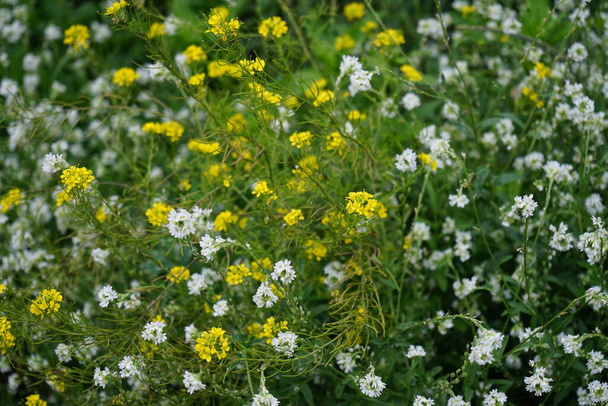The yellow flowers of Bunias orientalis and the white flowers of Berteroa incana bloom in July. Bunias orientalis is a plant species in the genus Bunias. Berteroa incana is a species of flowering plant in the mustard family, Brassicaceae. Berlin - Photo, Image