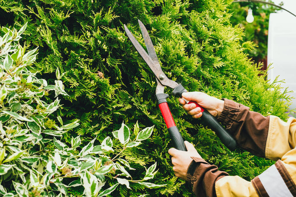 Scissors for a tree in the hands of a man in the garden. Garden maintenance. Treatment of pests. - Photo, Image