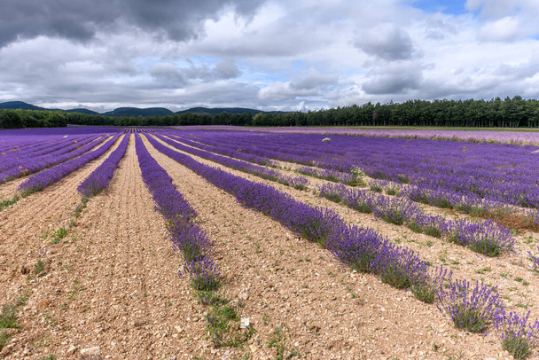 Campos de lavanda em flor na Provença. Planalto de Valensole (Alpes-de-Haute-Provence - Foto, Imagem