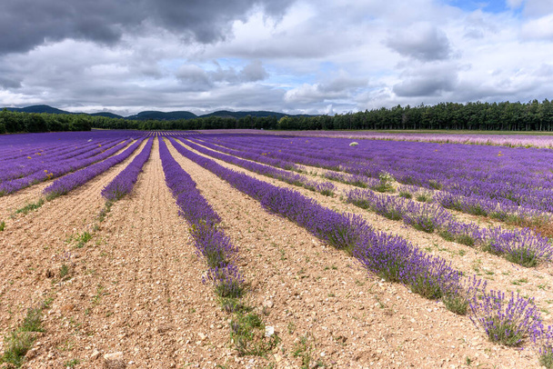 Lavendelfelder blühen in der Provence. Hochebene von Valensole (Alpes-de-Haute-Provence) - Foto, Bild