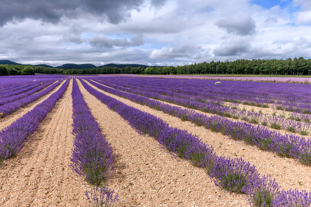 Champs de lavande en fleurs en Provence. Plateau Valensole (Alpes-de-Haute-Provence - Photo, image