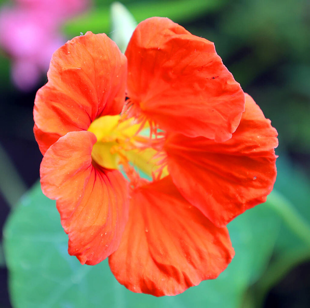 Tropaeolum or nasturtium nose-twister or nose-tweaker is a genus of roughly 80 species of annual s and perennial herbaceous flowering plants - Photo, Image