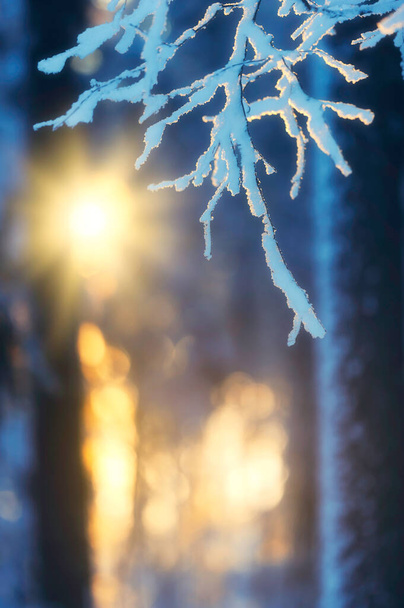Winter forest in evening sunlight - Photo, Image