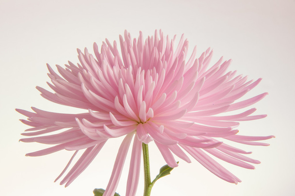 Pink chrysanthemum isolated  - Φωτογραφία, εικόνα