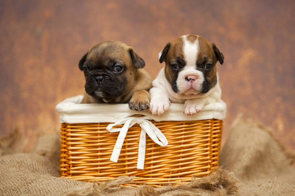 pug puppies in wicker basket close up - Φωτογραφία, εικόνα