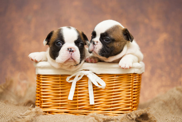 Французские щенки бульдога в плетеной корзине  - Фото, изображение