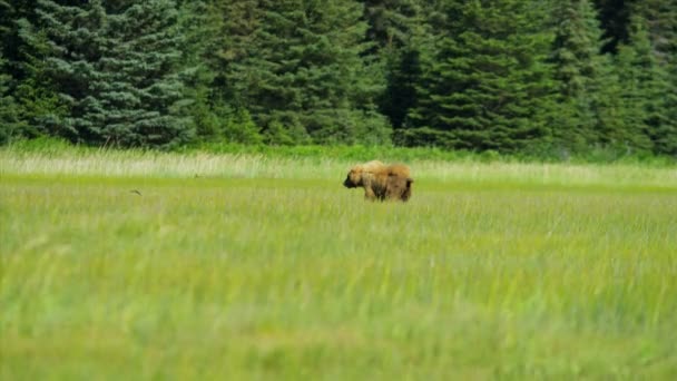 Ruskea Karhu vaeltaa kesällä niityt nr Homer Alaska, Yhdysvallat
 - Materiaali, video
