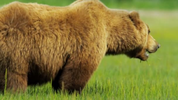 barna medve etetés, nyári gyepek - Felvétel, videó