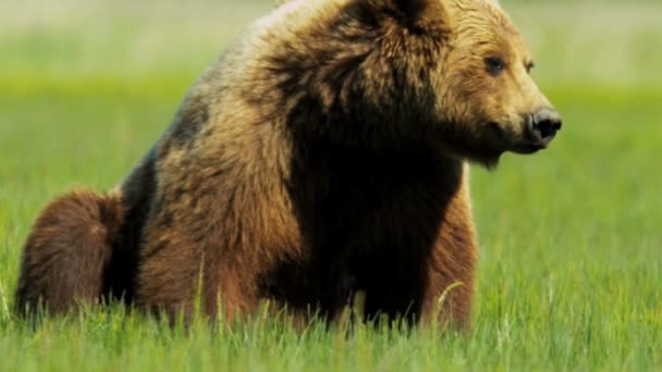 Коричневый медведь отдыхает в летнее время после еды
 - Кадры, видео