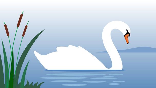 Cisne branco cygnet flutua em lagoa azul. Silhueta de cisne branco com pescoço longo. Ilustração vetorial de aves selvagens. Vetor moderno em estilo plano. - Vetor, Imagem