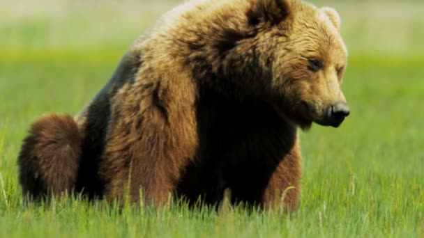 μεγάλη καφέ αρκούδα Αλάσκα αναπαύεται στο καλοκαίρι Κυρ, Αλάσκα, ΗΠΑ - Πλάνα, βίντεο