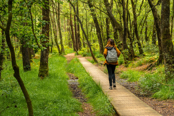 A young girl on the wooden footpath at Lake Paimpont in the Broceliande forest, Ille-et-Vilaine department, Brittany, near Rennes. France - Foto, imagen