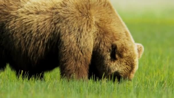 Grande urso marrom alimentando-se no verão em pastagens selvagens
 - Filmagem, Vídeo