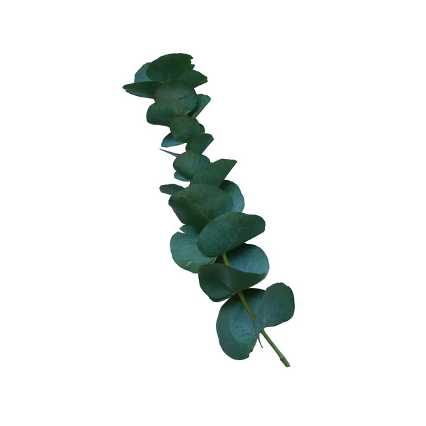 Rama de eucalipto con hojas de color verde brillante primer plano del objeto floral recortado sobre el fondo blanco, elemento decorativo para cualquier diseño - Foto, imagen