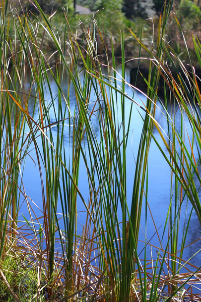 Estanque con hierbas colgantes, Florida - Foto, Imagen