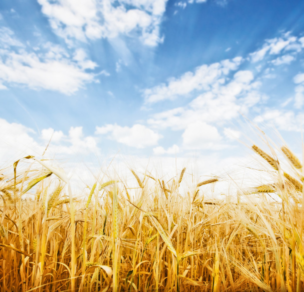 Wheat field - Zdjęcie, obraz