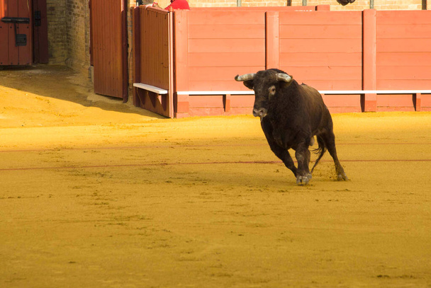 Corrida de toros bravos Spanyolországban, bikaviadal, a bika kimenetele - Fotó, kép