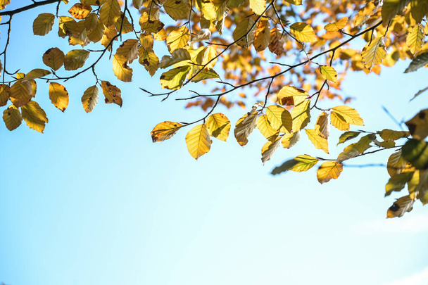 A low-angle shot of the autumn leaves on the branches of a tree in a clear blue sky - Fotó, kép