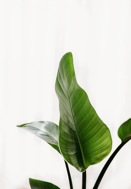 The green leaves of an Aspidistra at home - Foto, Bild