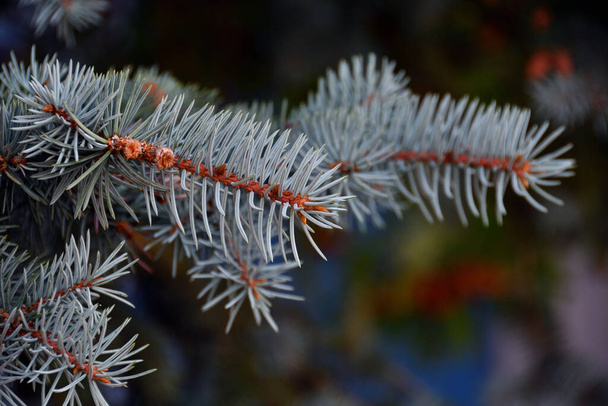 Close-up of a decorative blue spruce twig in the shade of the upper branches on a sunny summer evening against a blurred background of other plantings and a blue building. - Photo, Image
