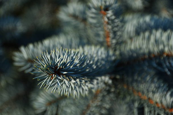 A sprig of blue spruce close-up in natural environment in the evening sunlight with blue bokeh from other branches. - Photo, Image