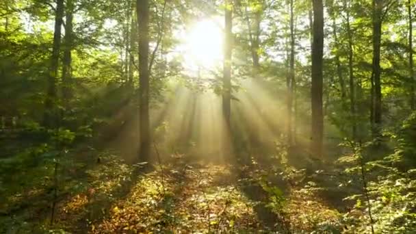 Όμορφο φως του ήλιου στο καταπράσινο δάσος  - Πλάνα, βίντεο