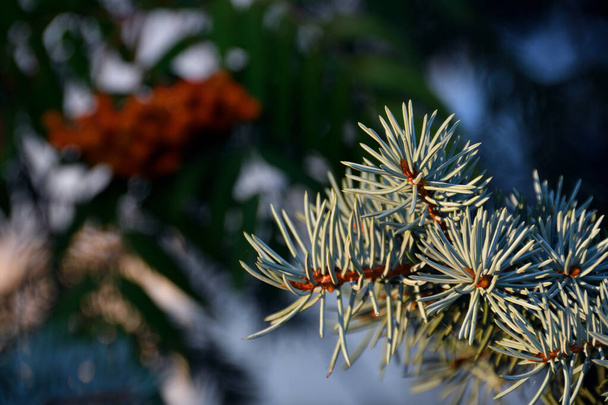 A close-up of a sprig of a blue decorative spruce in its natural setting in the yellow evening sunlight, against a blurred background shaded branches of a mountain ash with orange berries. - Photo, Image