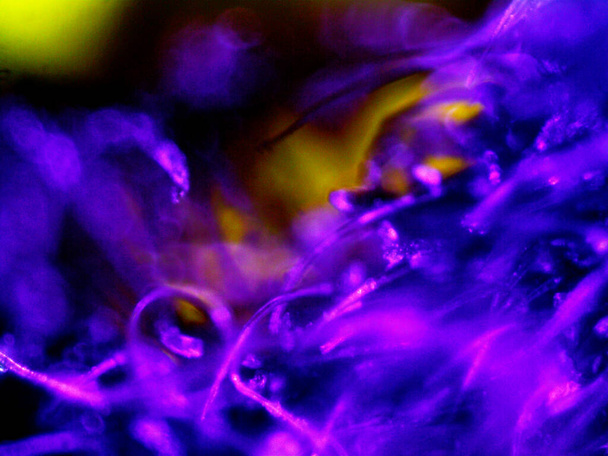 Cannabis thc cbd foto gemaakt door microscoop - Foto, afbeelding