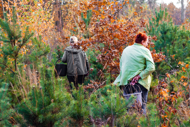 Грибники собирают грибы в лесу. Вид со спины. Две женщины. Компания в природе. Осенний пейзаж. Дружба. Селективный фокус. - Фото, изображение