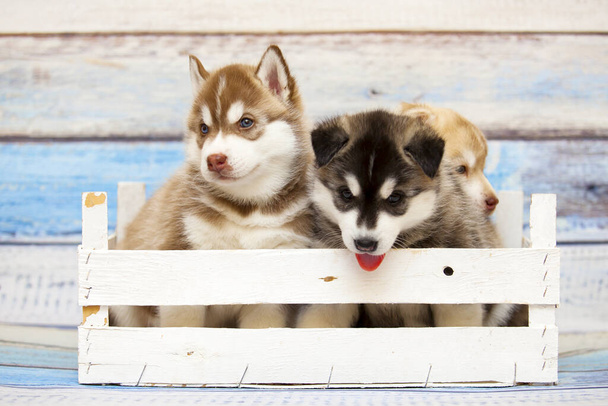 adorables cachorros husky en caja de madera  - Foto, imagen