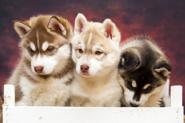 cachorros husky en caja de madera - Foto, Imagen