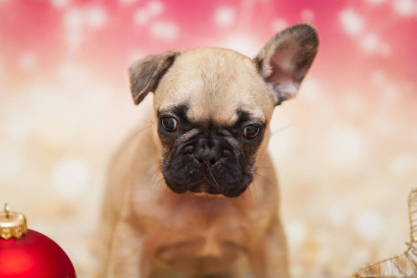クリスマスコンセプトショットともにかわいいフランスのブルドッグ子犬  - 写真・画像